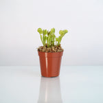 Nursery 2" Venus Fly Trap