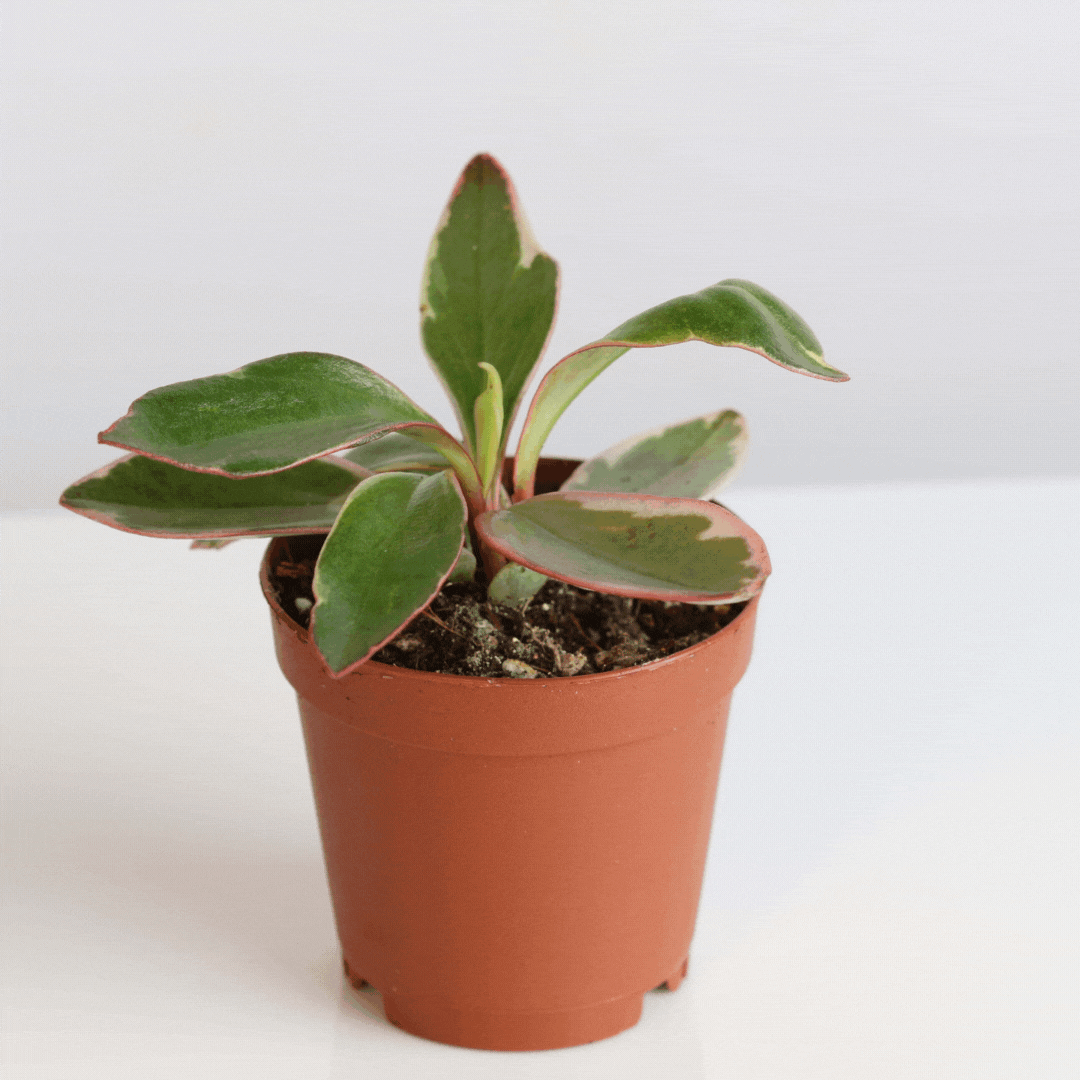 Growers Choice Mystery Nursery Pot Verdant Lyfe