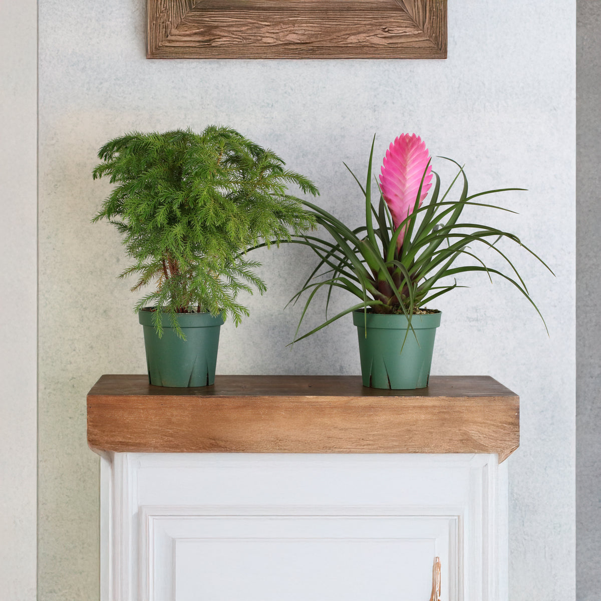 Holiday Plant Bundle - Pink Quill & Norfolk Pine