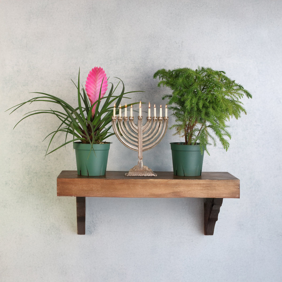 Holiday Plant Bundle - Pink Quill & Norfolk Pine