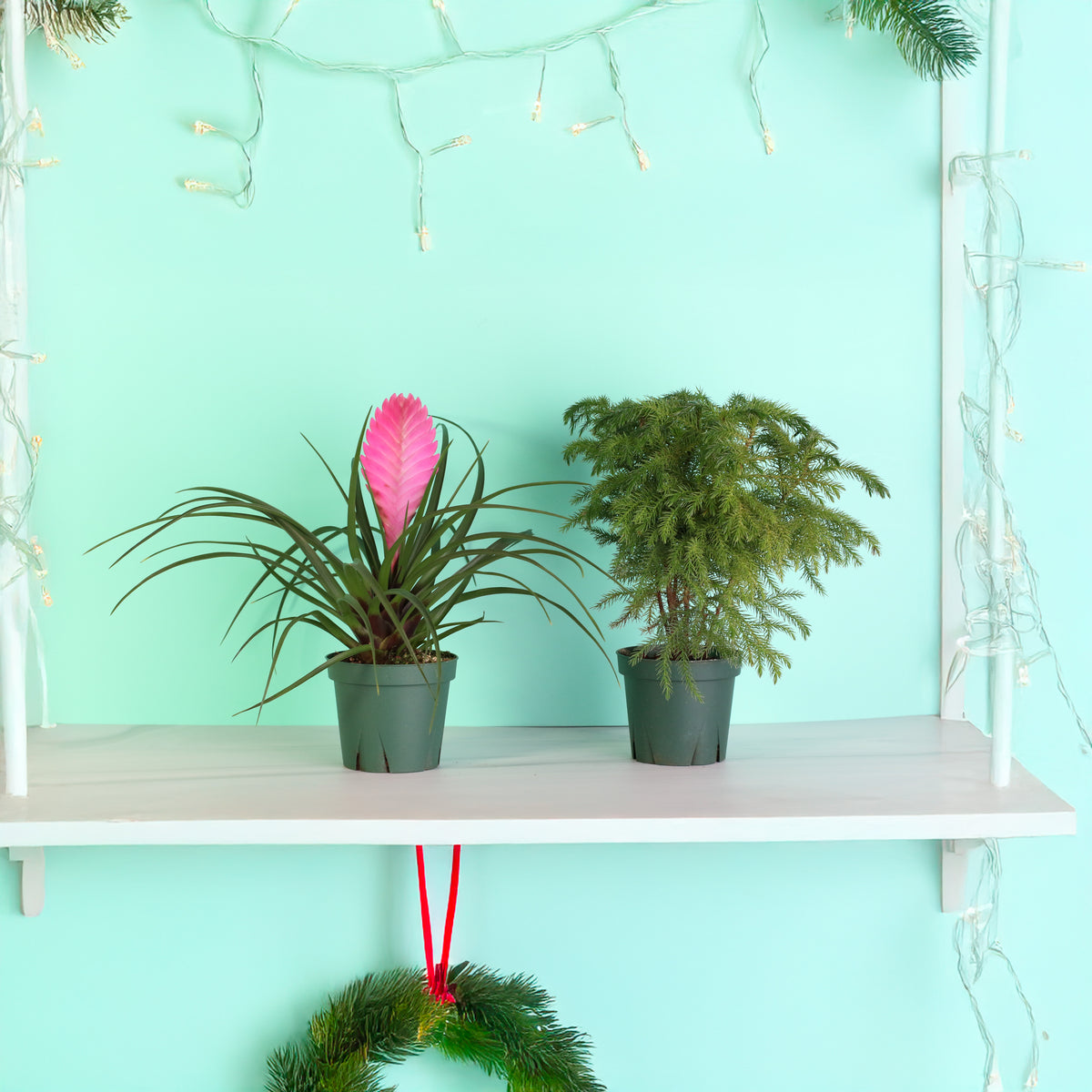 Holiday Plant Bundle - Pink Quill & Norfolk Pine