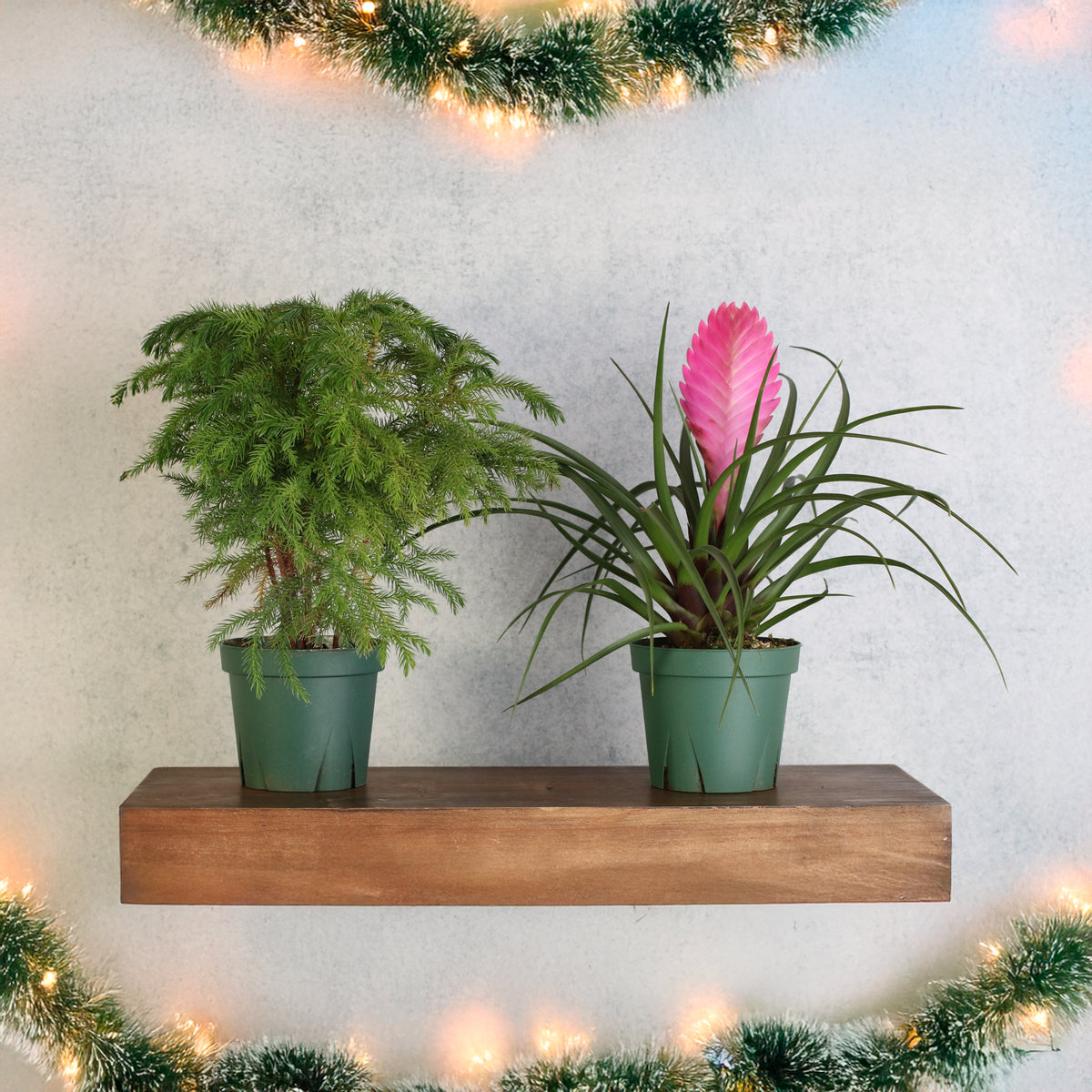 Holiday Plant Bundle - Pink Quill & Norfolk Pine