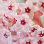 Hoya Krimson Queen Pink Plant