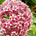 Hoya Pubicalyx Splash Vining Plant