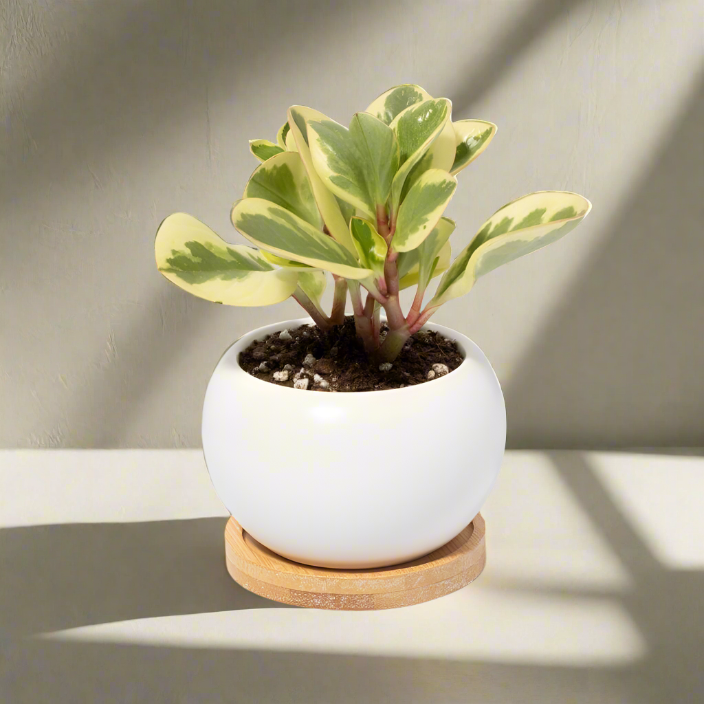 Diana Ceramic 3&quot; - Empty