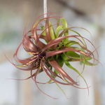 Air Plant 'Maroon' Tillandsia Brachycaulos Burgundy