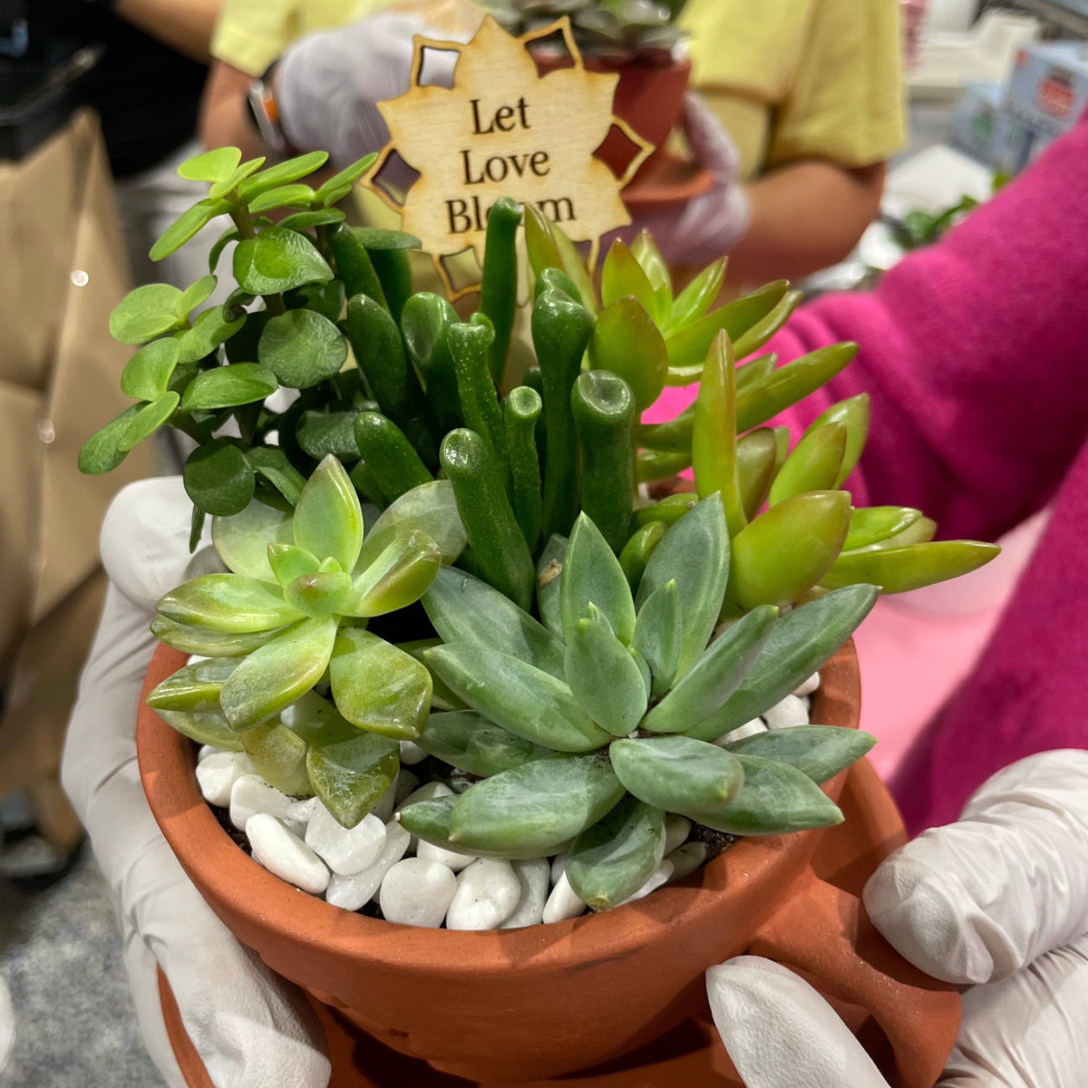 Succulent Arrangement Workshop - Thursday, January 29th 2026, at 6:00 pm
