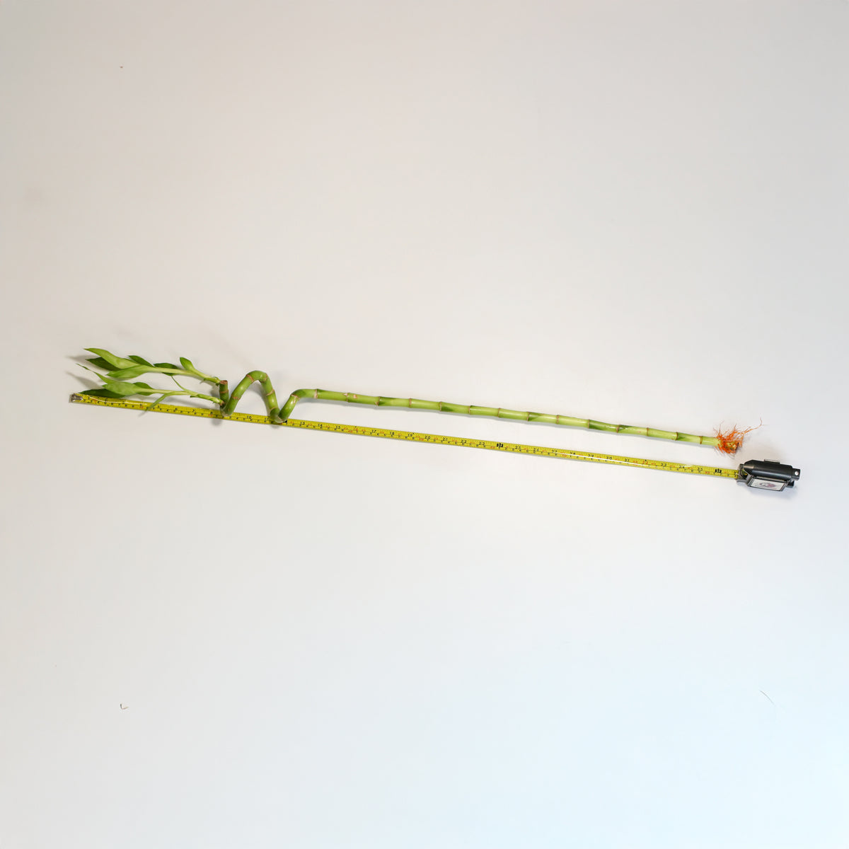 Lucky Bamboo Twists Water Plant- LARGE 36&quot;