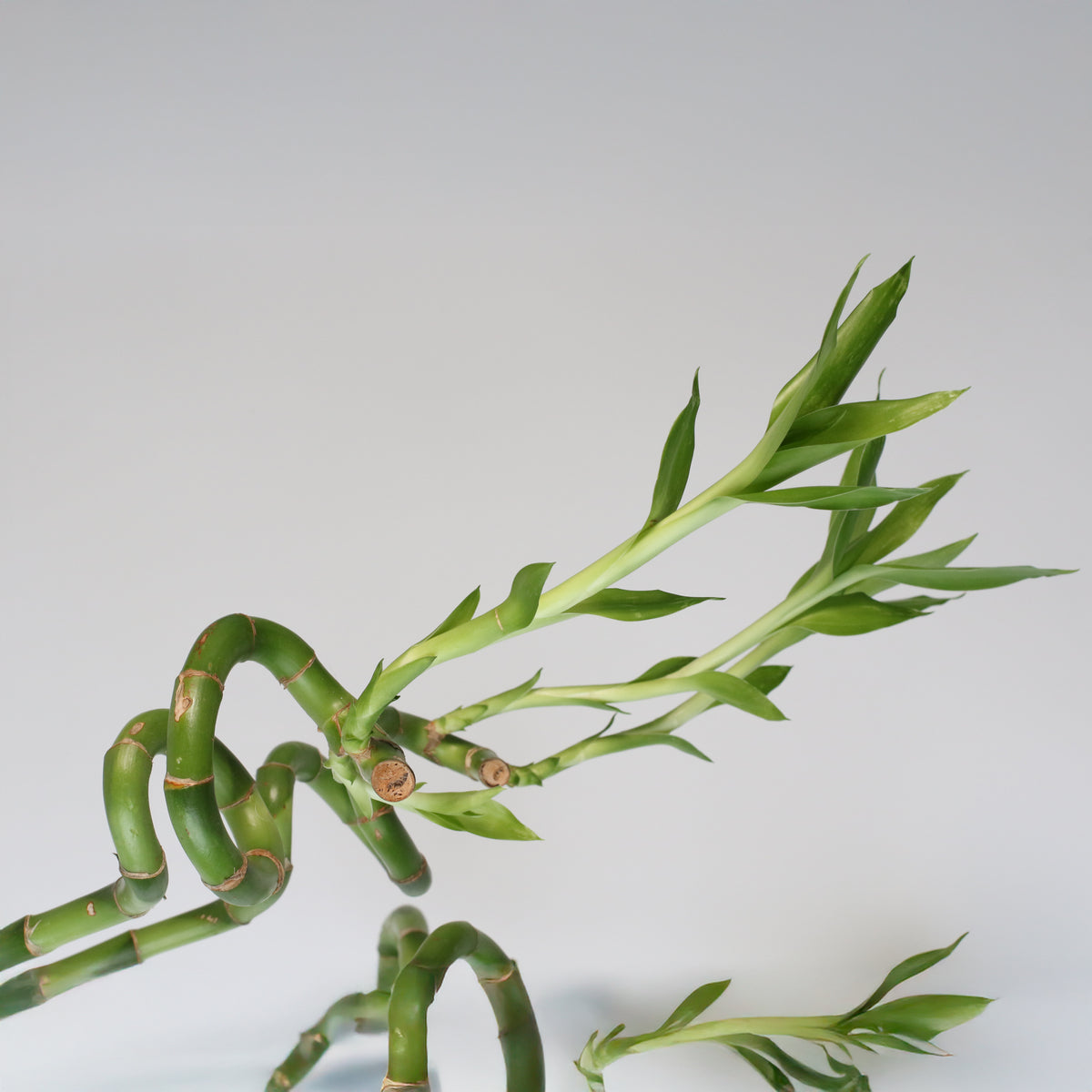 Lucky Bamboo Twists Water Plant- LARGE 36&quot;