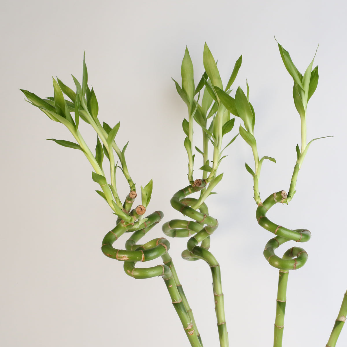 Lucky Bamboo Twists Water Plant- LARGE 36&quot;