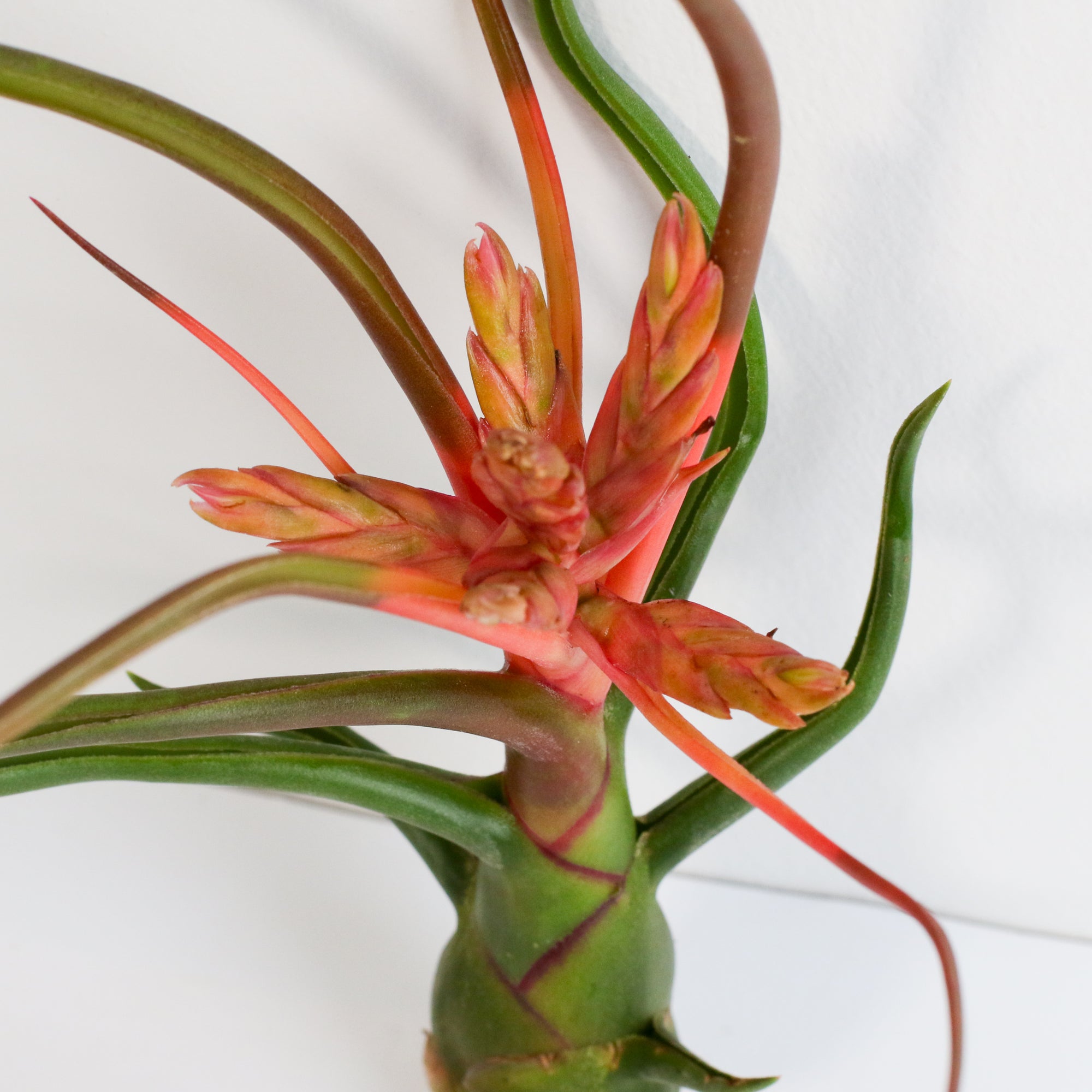 Air Plant Tillandsia Bulbosa
