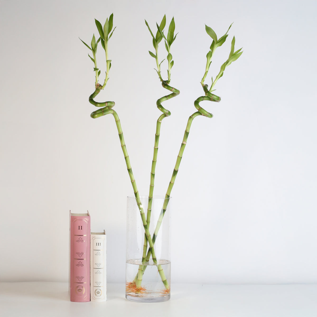 Lucky Bamboo Twists Water Plant- LARGE 36&quot;