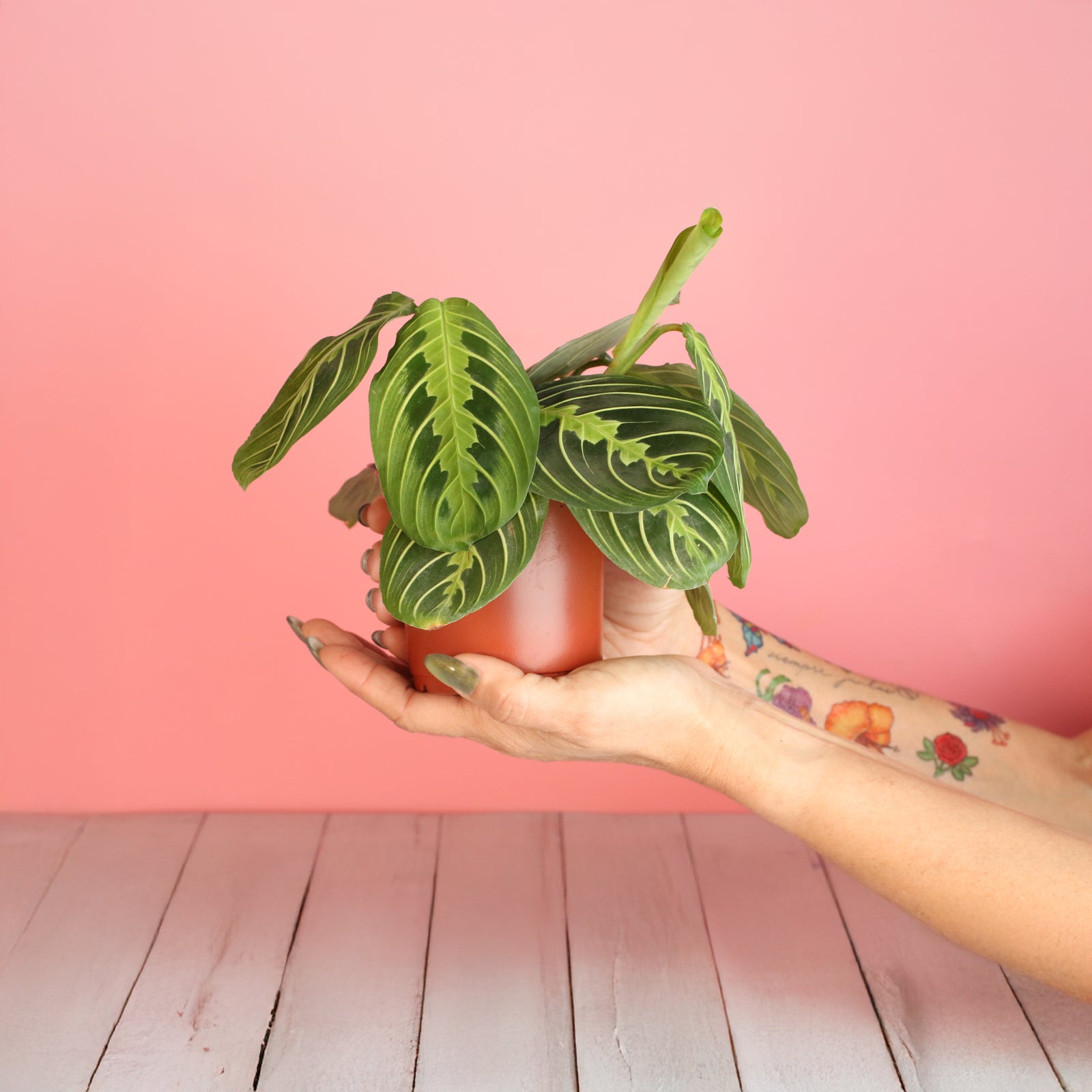 Calathea Maranta Lemon Lime Prayer Plant
