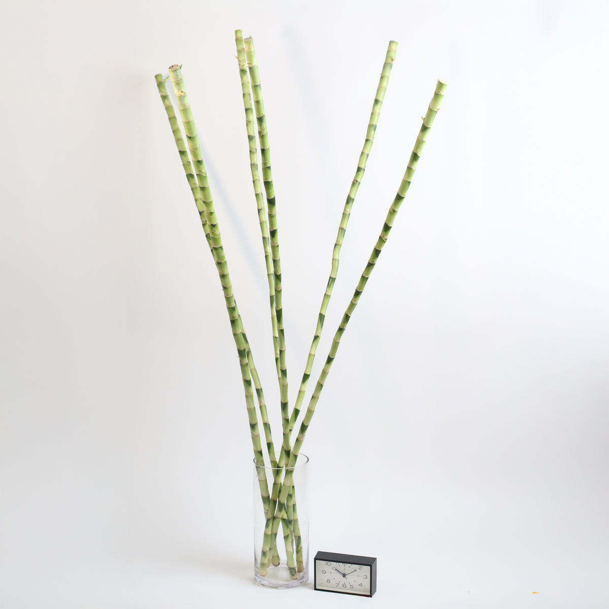  Lucky Bamboo 2XL 48&quot;