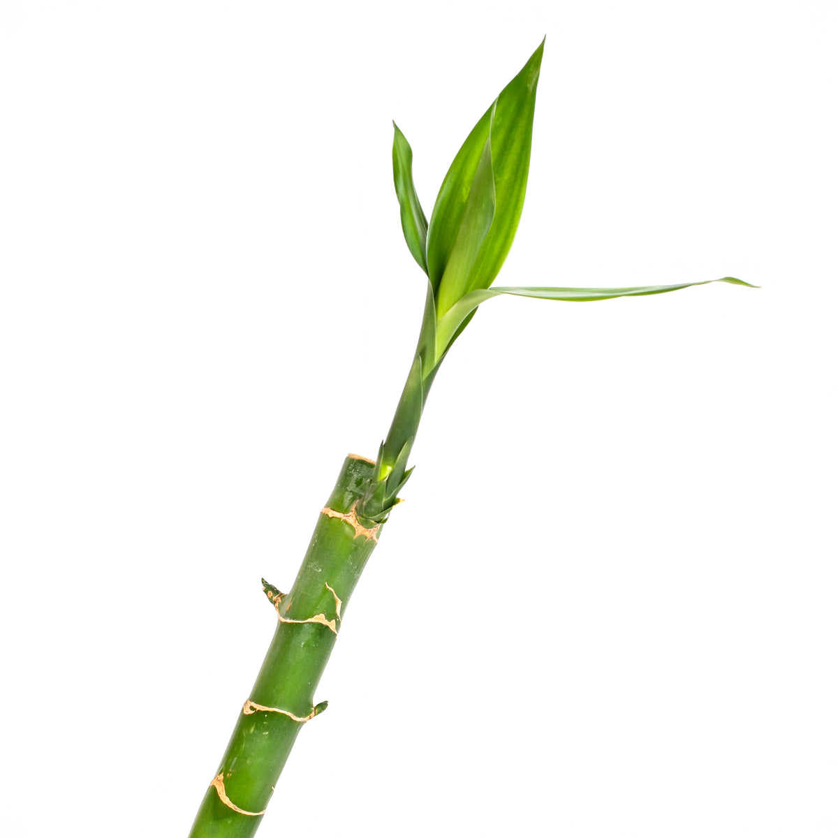 Lucky Bamboo Water Plant 3XL 60&quot;