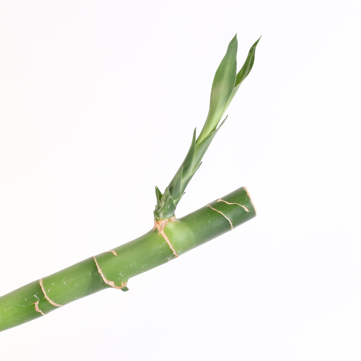 Lucky Bamboo Water Plant 1XL 36&quot;