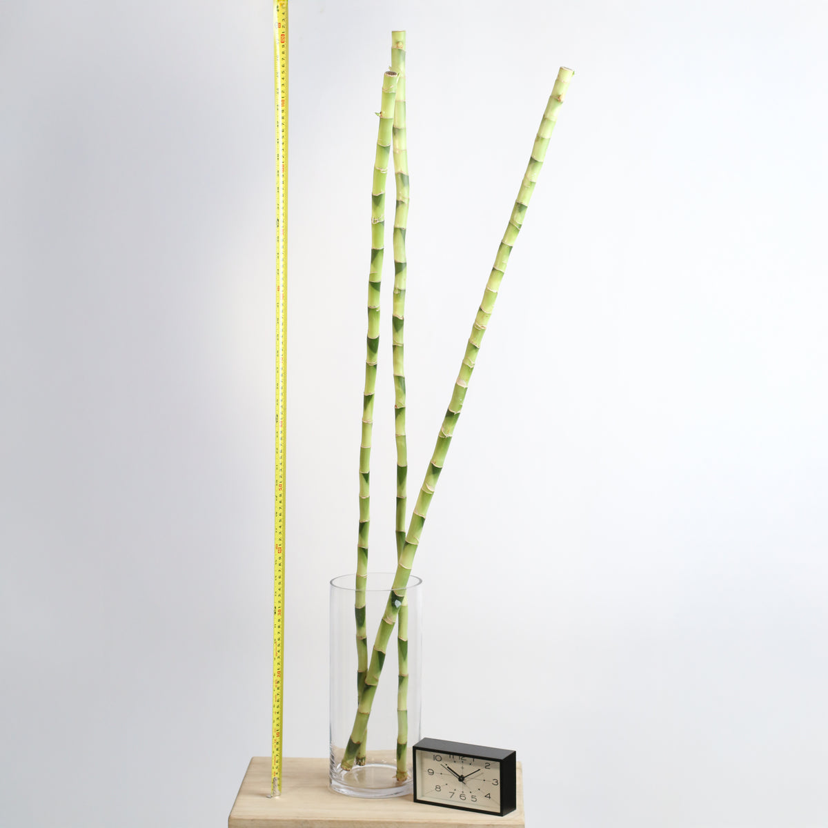 2XL Lucky Bamboo 48&quot; Tall next to clock 