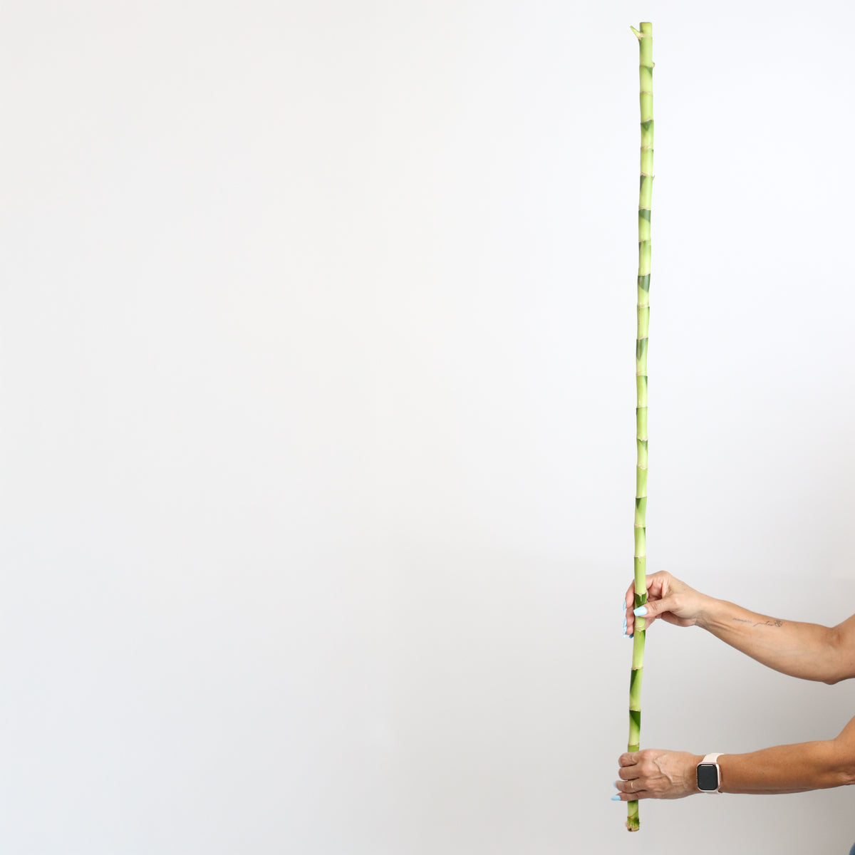 Hands holding Lucky Bamboo 2XL 48&quot; 