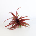 Air Plant 'Maroon' Tillandsia Brachycaulos Burgundy