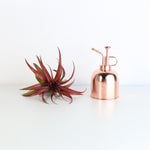 Air Plant 'Maroon' Tillandsia Brachycaulos Burgundy