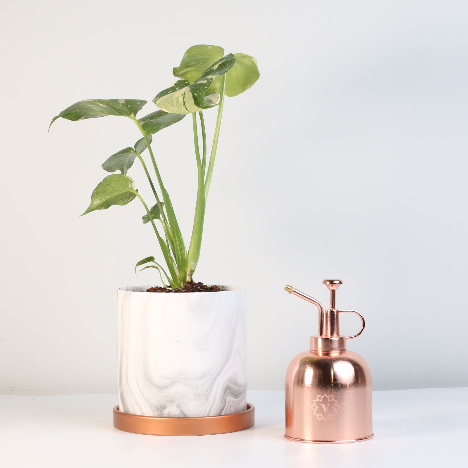 Monstera Thai Constellation
