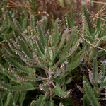 Mother of Thousands Succulent