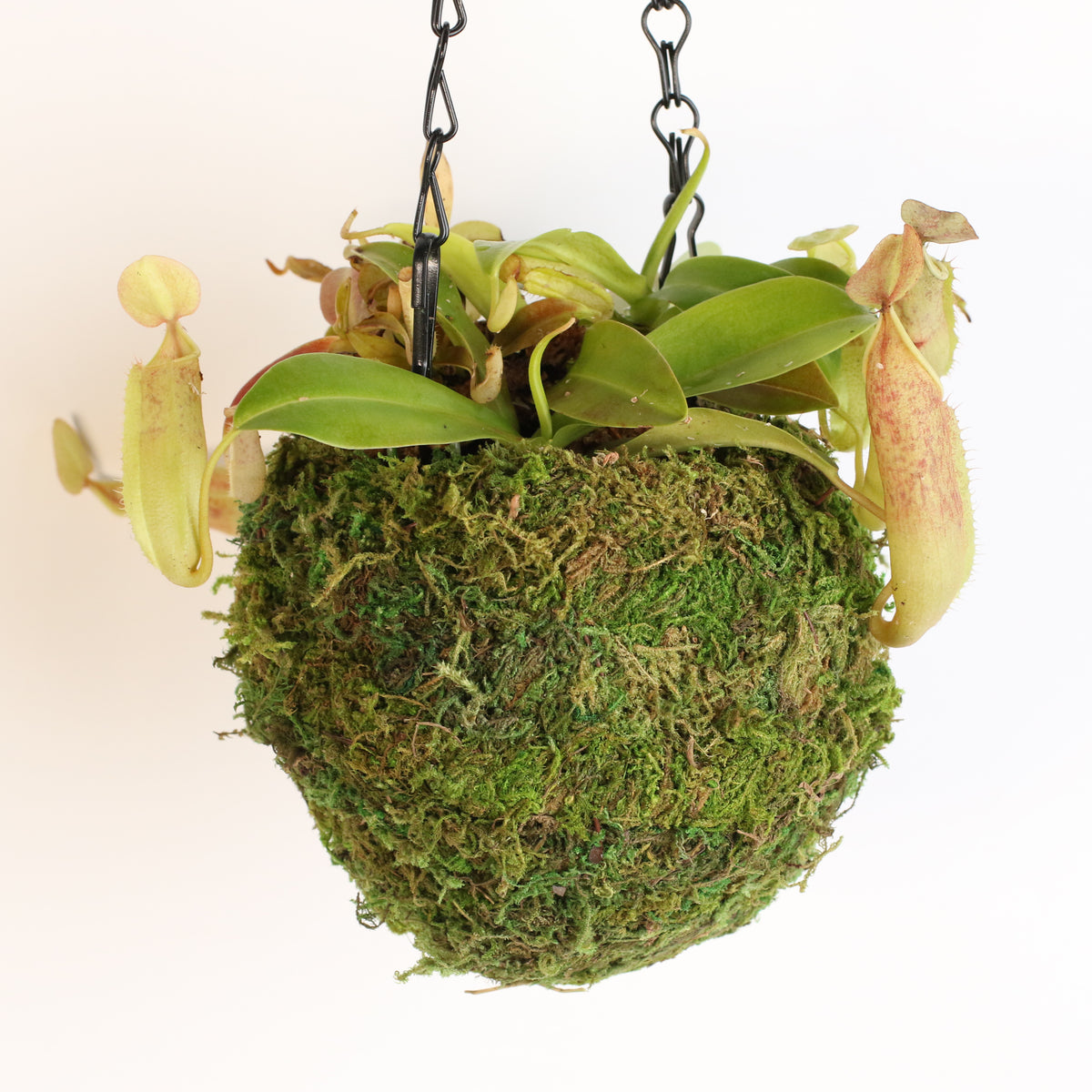 Nepenthes Sanguinea Carnivorous Pitcher Plant in 6&quot; Moss Ball. 