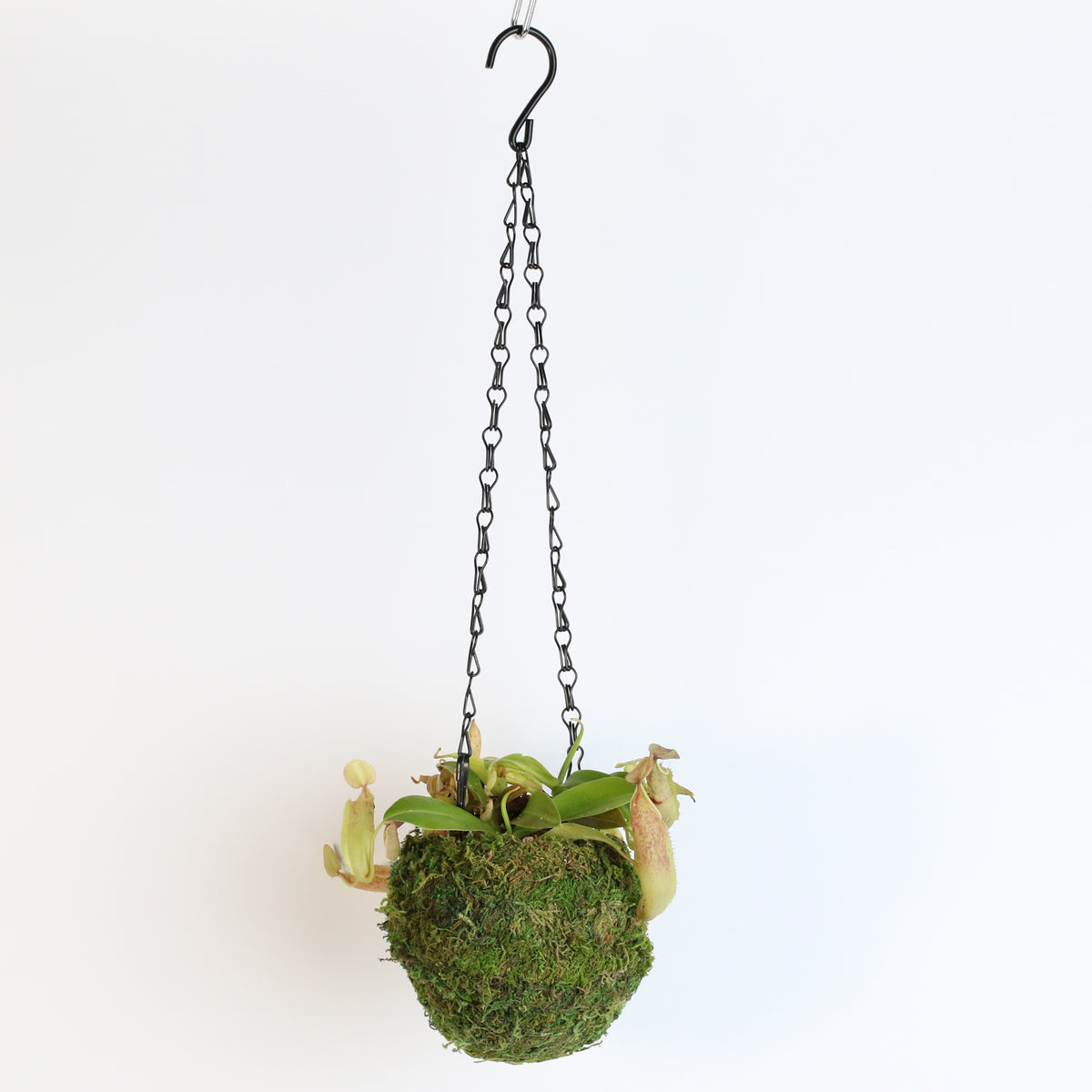 Nepenthes Sanguinea Carnivorous Pitcher Plant in 4&quot; Moss Ball. 