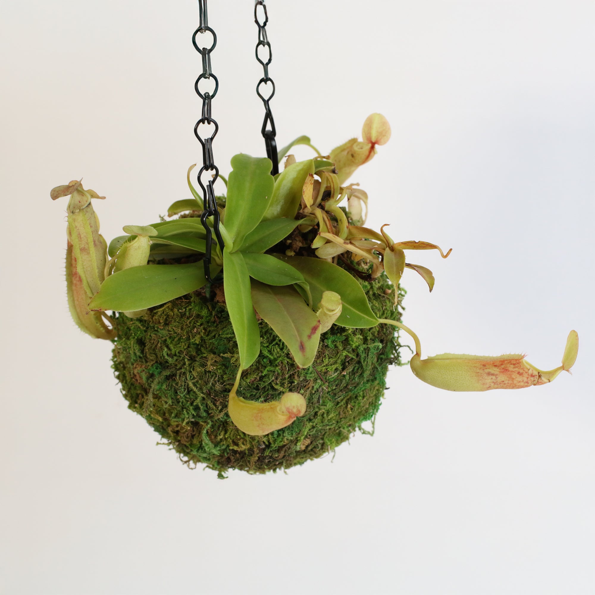 Nepenthes Sanguinea Carnivorous Pitcher Plant in 4" Moss Ball