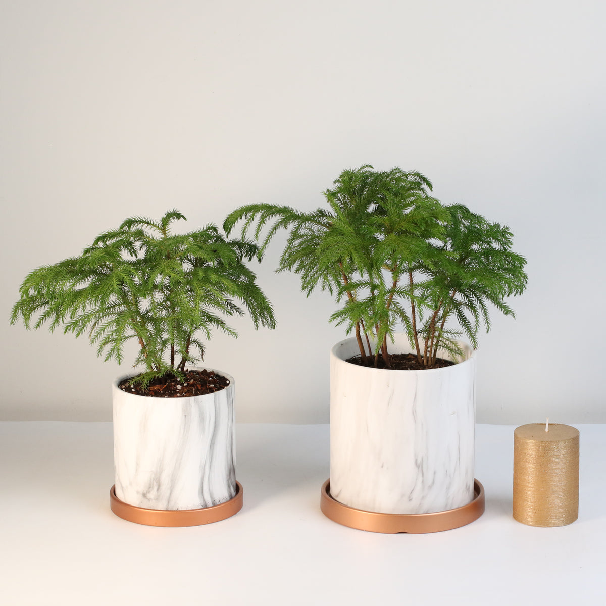 Norfolk Island Pine