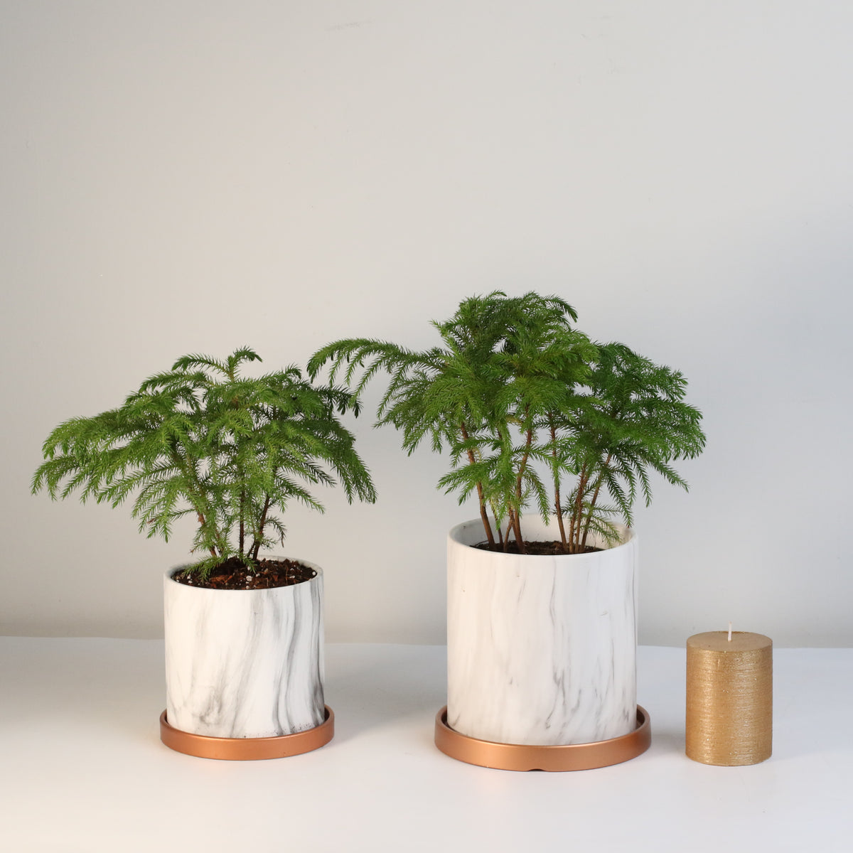 Norfolk Island Pine