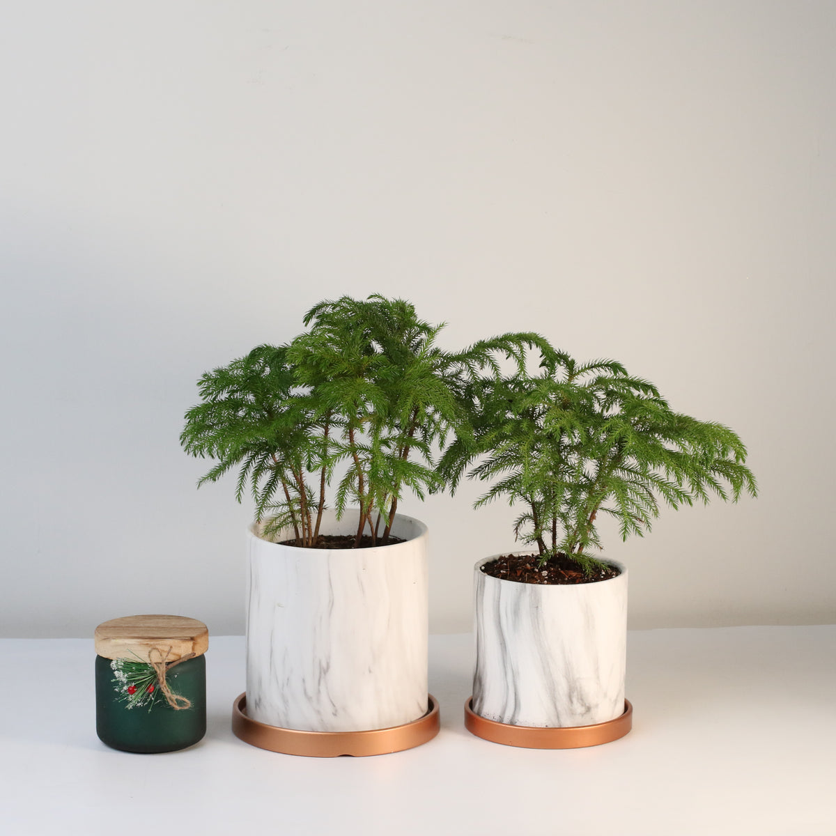 Norfolk Island Pine