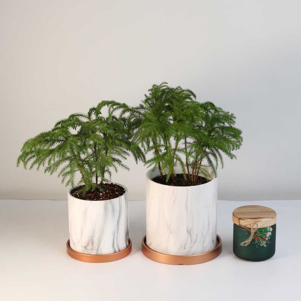 Norfolk Island Pine