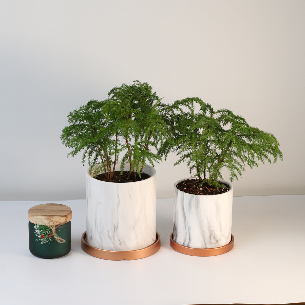 Norfolk Island Pine