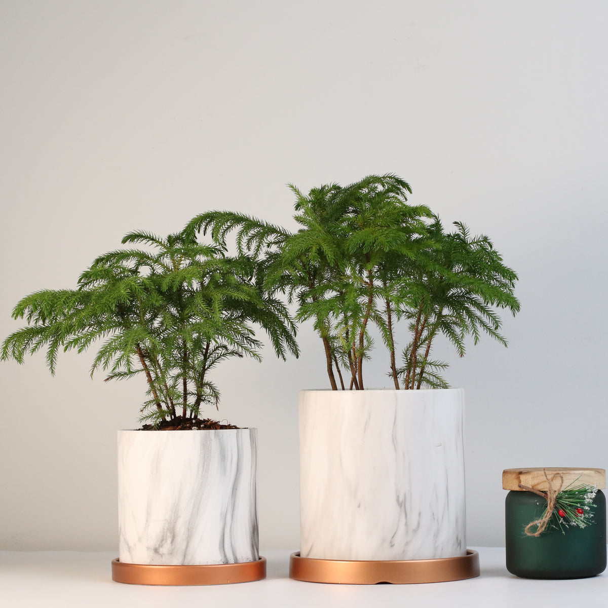 Norfolk Island Pine
