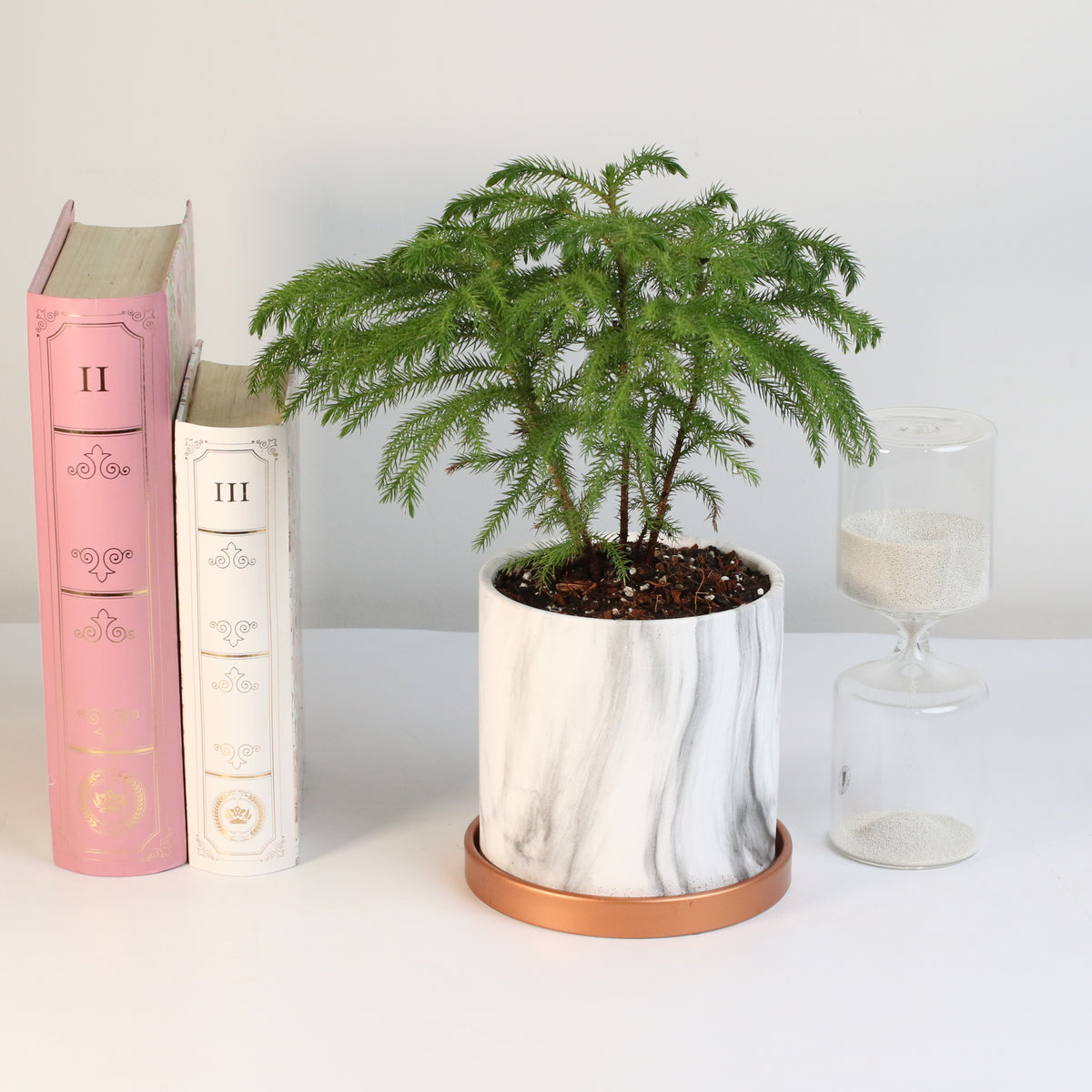 Norfolk Island Pine