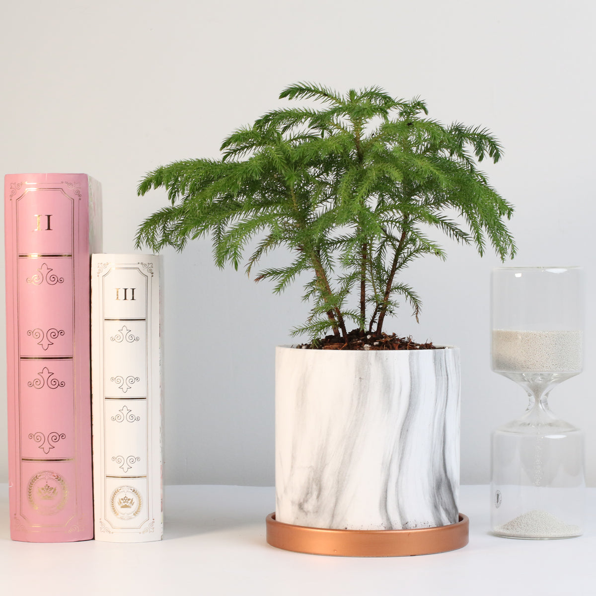 Norfolk Island Pine