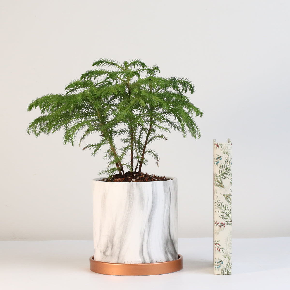 Norfolk Island Pine