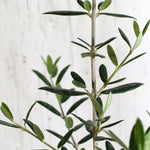 Close up of Olive 'Arbequina'  Tree.