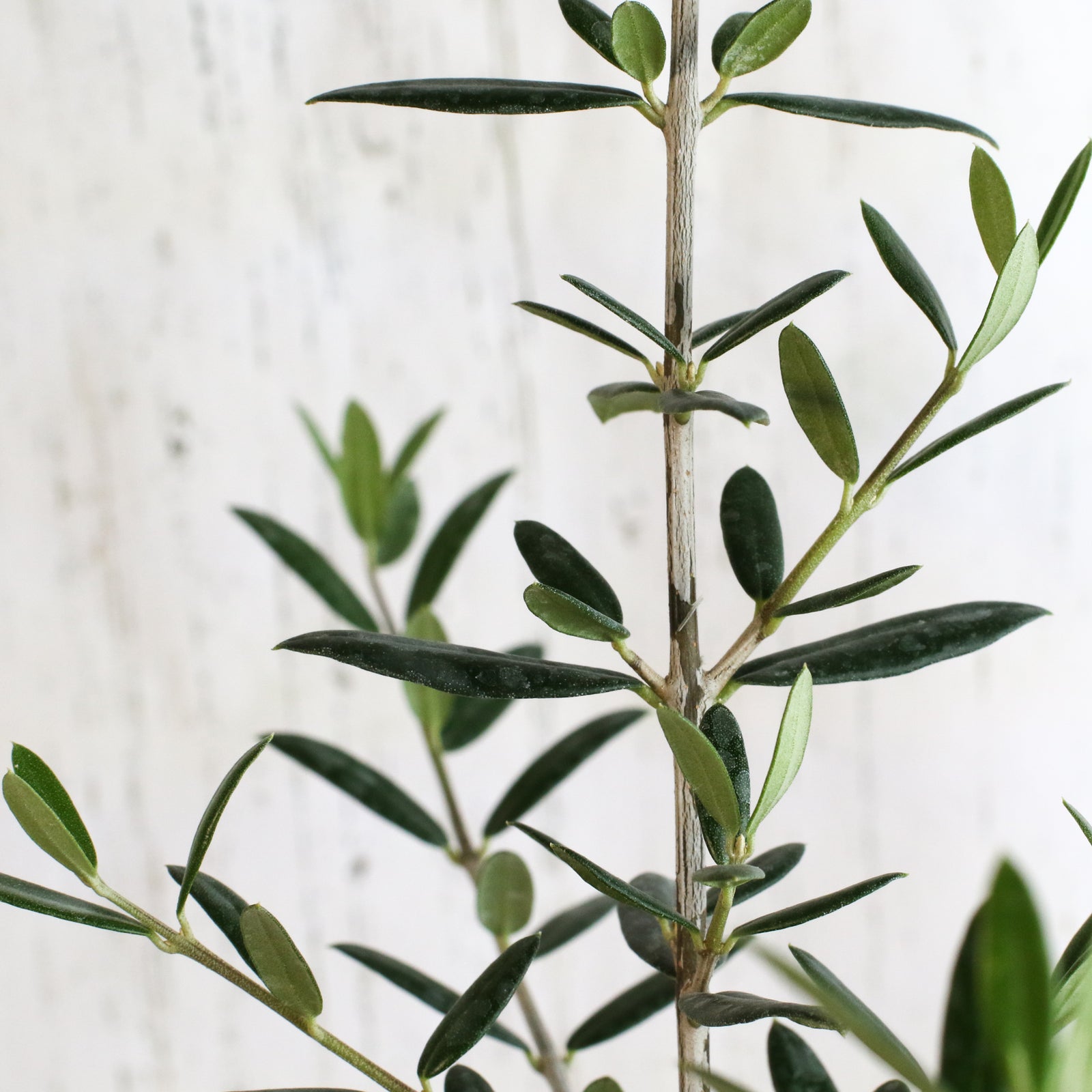 Olive 'Arbequina'  Tree on desk.