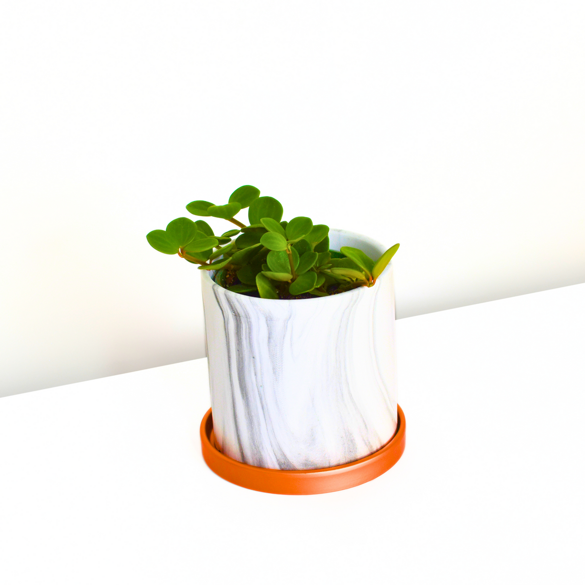 Peperomia Hope &#39;Trailing Jade&#39; Plant
