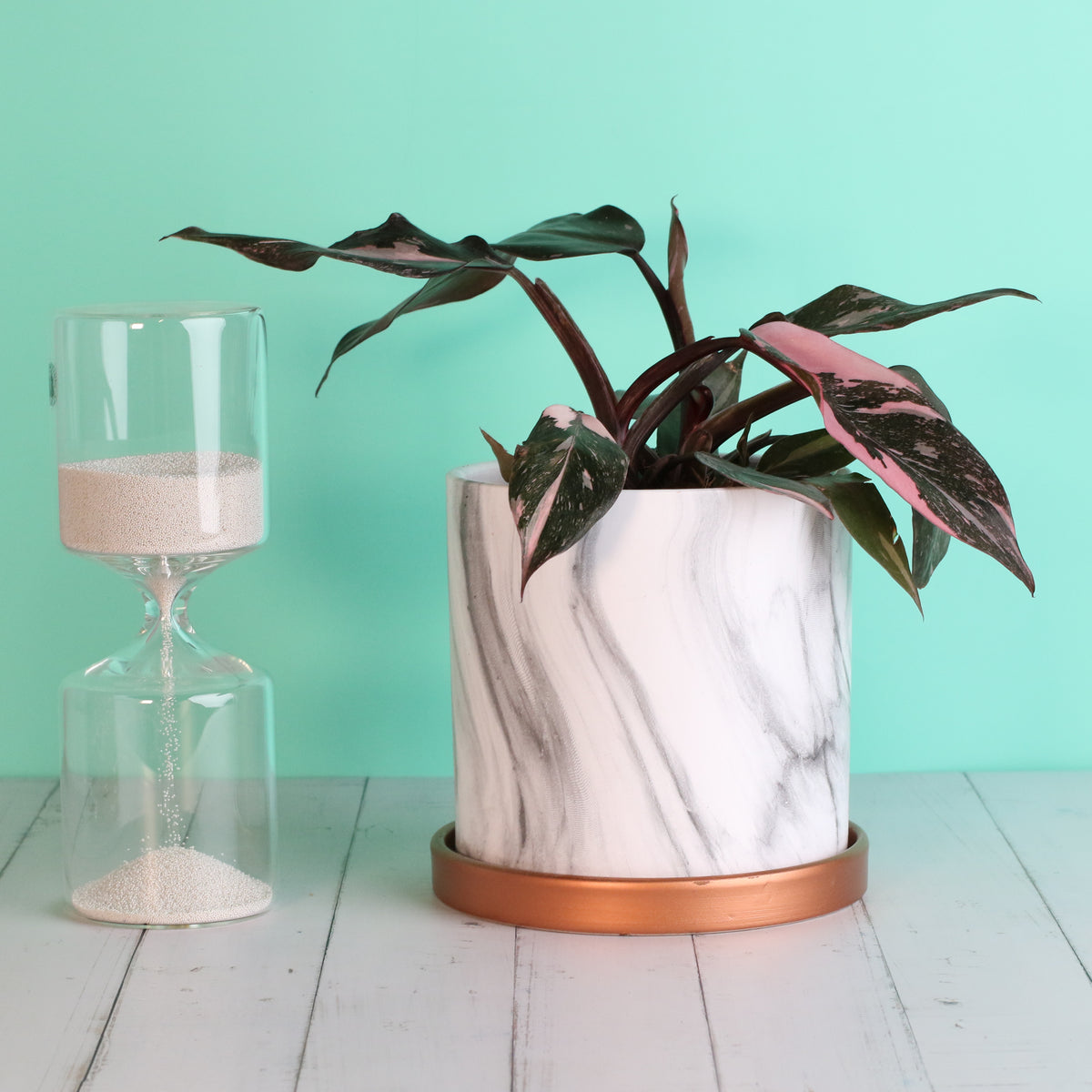 Philodendron &#39;Pink Princess&#39;