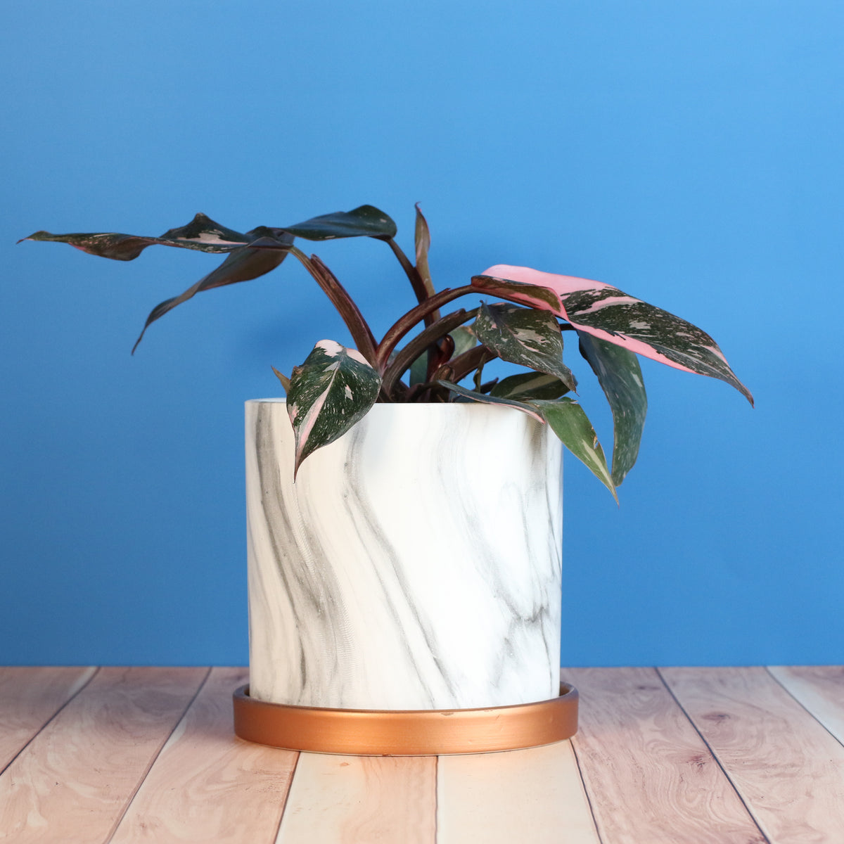 Philodendron &#39;Pink Princess&#39;
