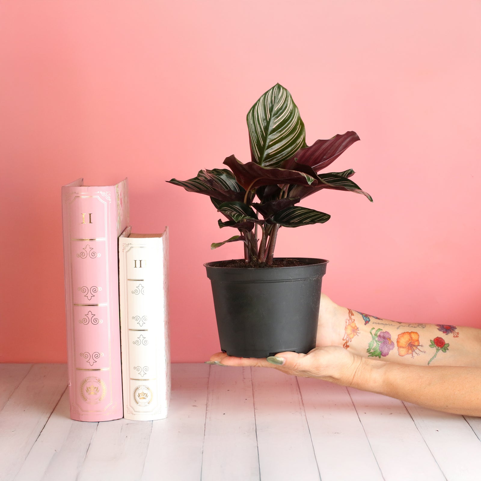 Calathea Pink Pinstripe Ornata Prayer Plant