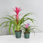 Pink Houseplant Bundle - Guzmania 'Viola' & Tillsandsia 'Cyanea'