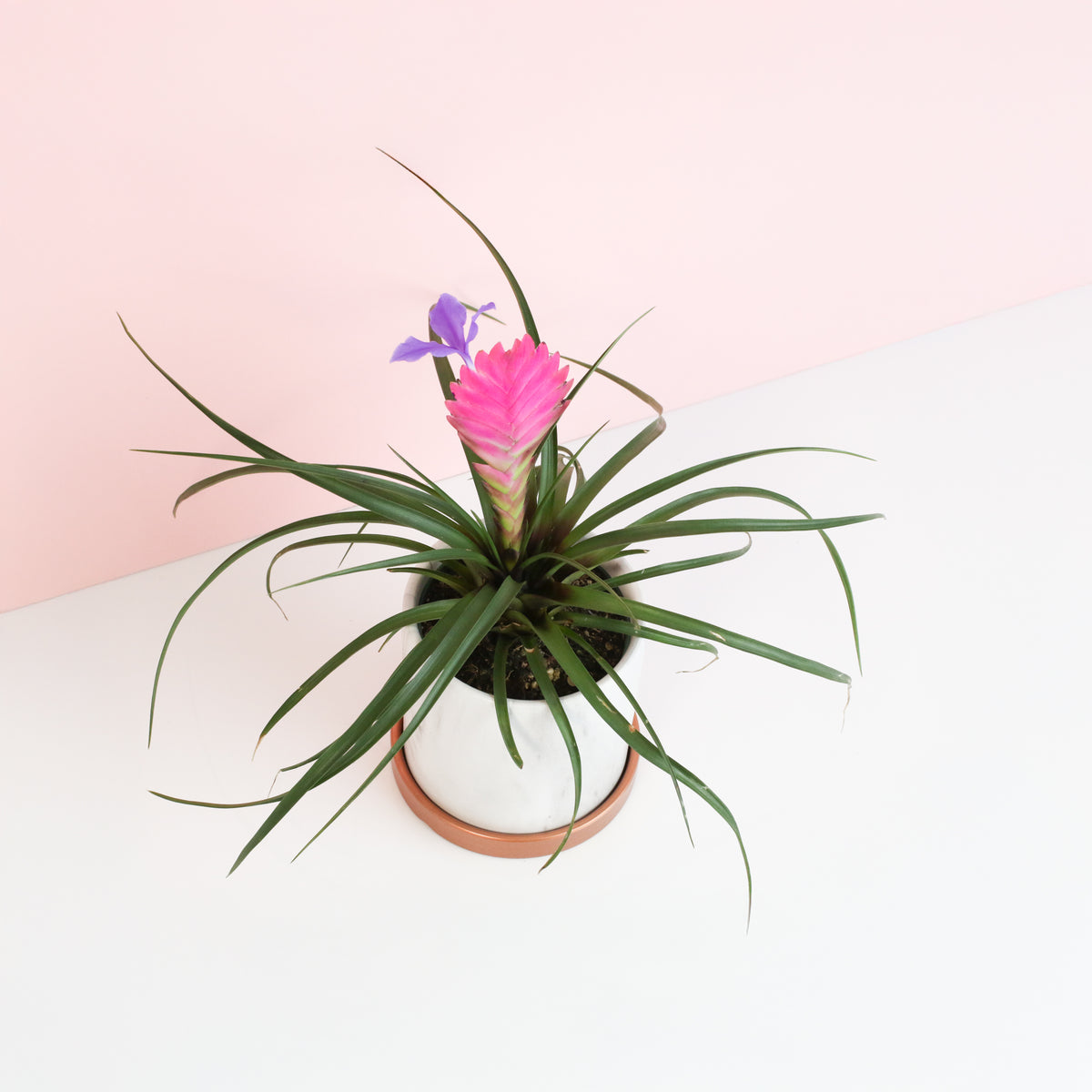 Pink Quill - Tillandsia &#39;Cyanea&#39;