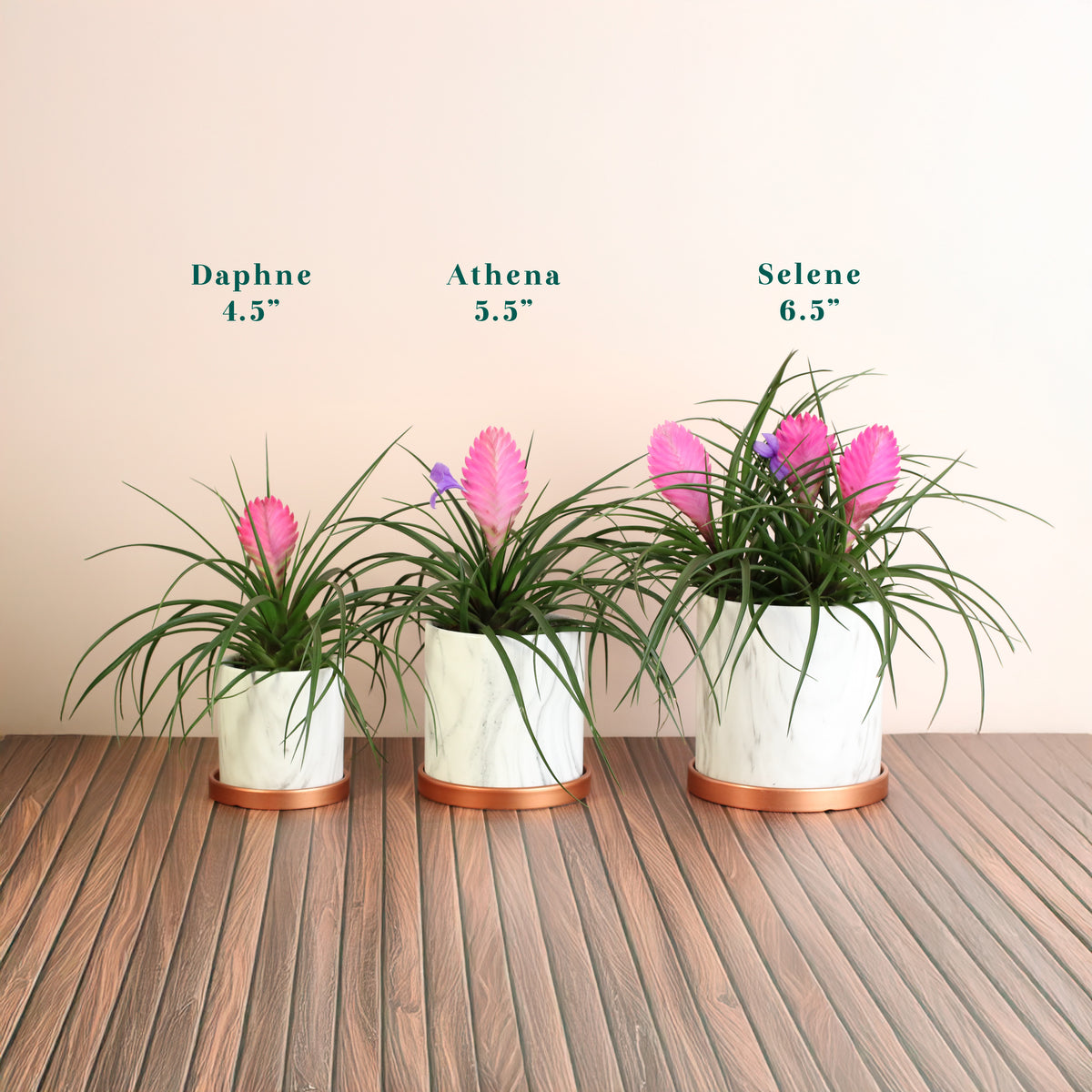 Pink Quill - Tillandsia 'Cyanea'