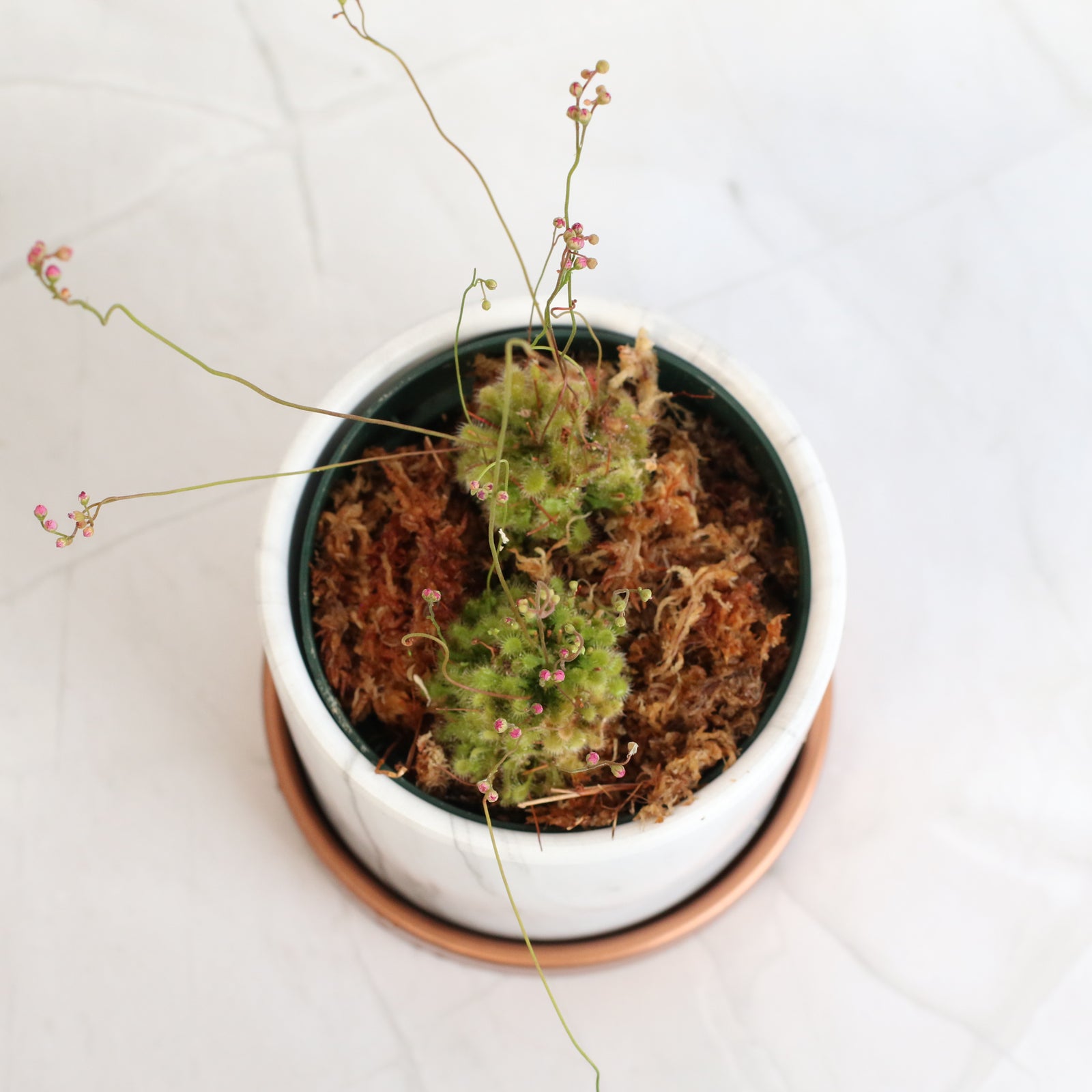 Pink Sundew Drosera capillaris Carnivorous Plant
