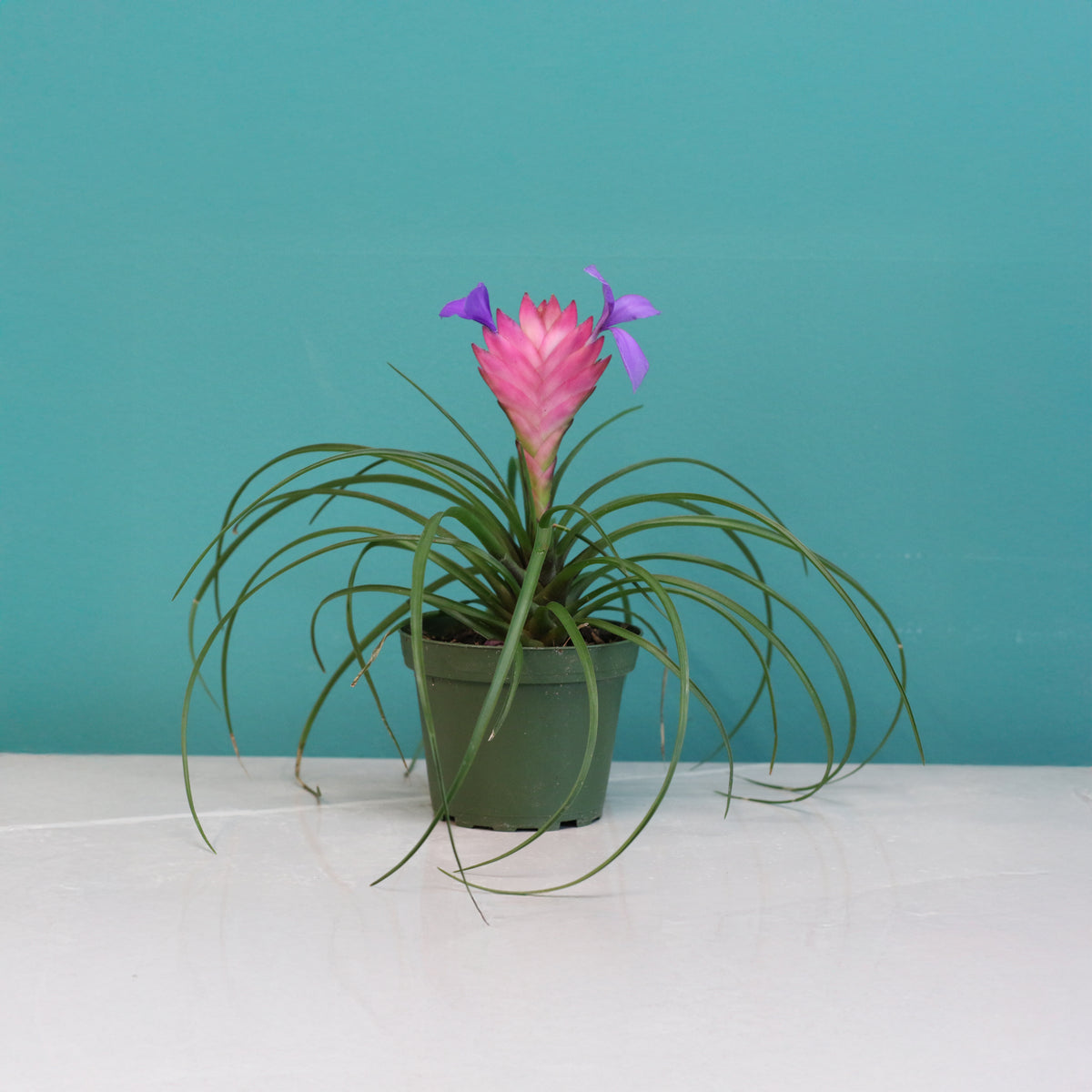 Pink Quill - Tillandsia &#39;Cyanea&#39;