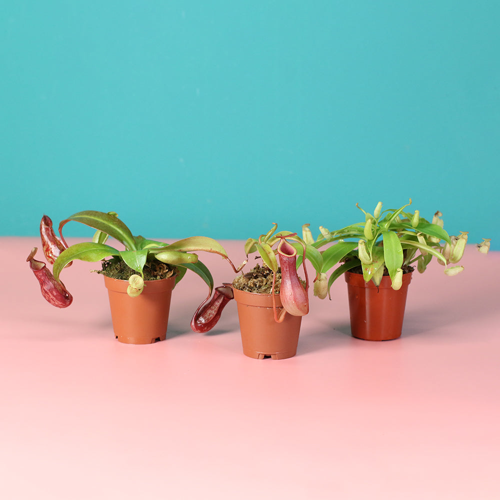 Carnivorous Plant Bundle